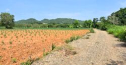 ขายด่วน!! ขายถูก! ที่ดิน เขาใหญ่ 8 ไร่ ไร่ละ 1.8 ล้าน ที่สวย ทำเลดี สาธารณูปโภคครบ